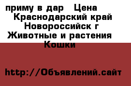 приму в дар › Цена ­ 100 - Краснодарский край, Новороссийск г. Животные и растения » Кошки   